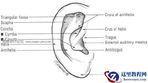 3Dmax建模教程：简单制作逼真耳朵模型