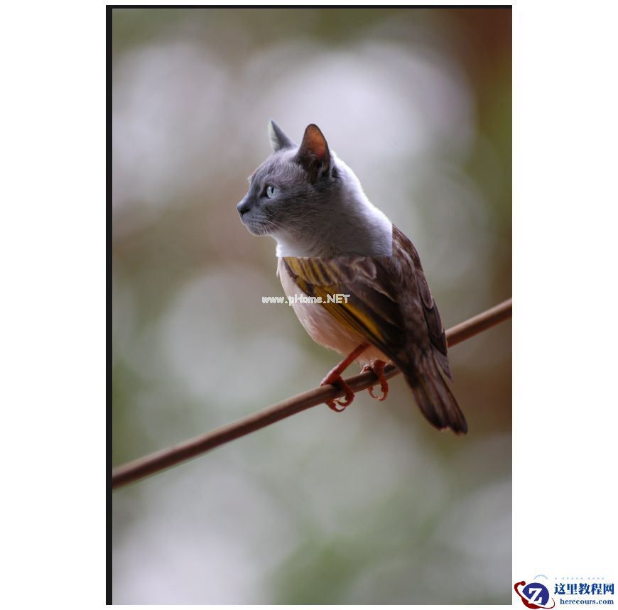 Photoshop创意的合成猫咪头像的猫头鹰