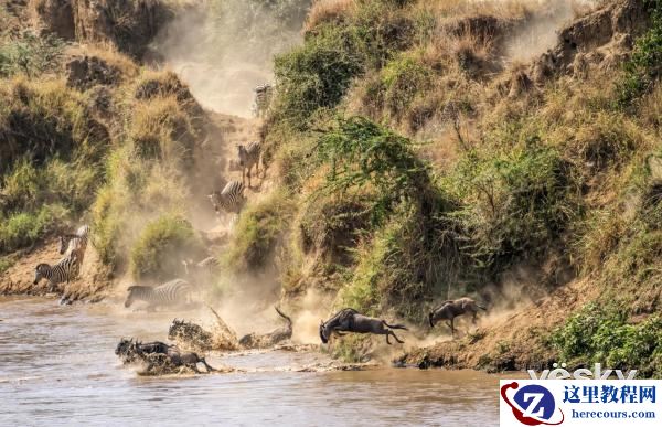 索尼全画幅微单™旗舰A9邂逅狂野非洲