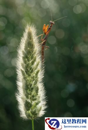 富士XF80mmF2.8 LM OIS WR Macro中长焦微距镜上市开售