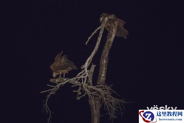 索尼全画幅微单™旗舰A9邂逅狂野非洲