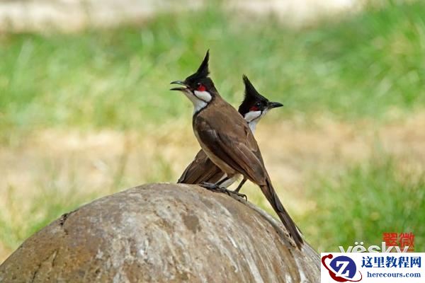 索尼黑卡RX10III体验轻松打鸟