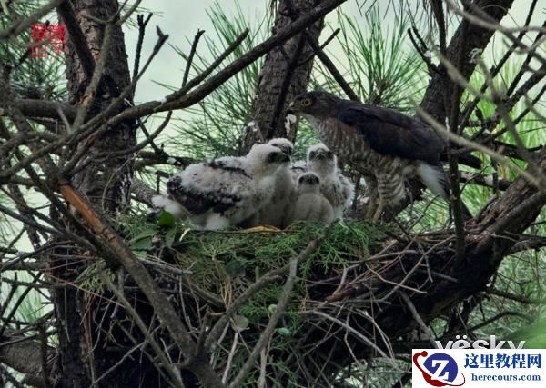 索尼黑卡RX10III体验轻松打鸟