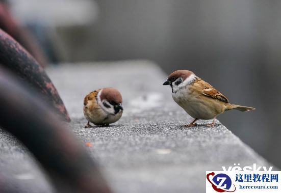 全面支持专业工作流 索尼Alpha 9 II评测