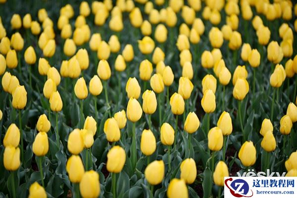 漫步花的海洋 尼康D750留下春天的记忆