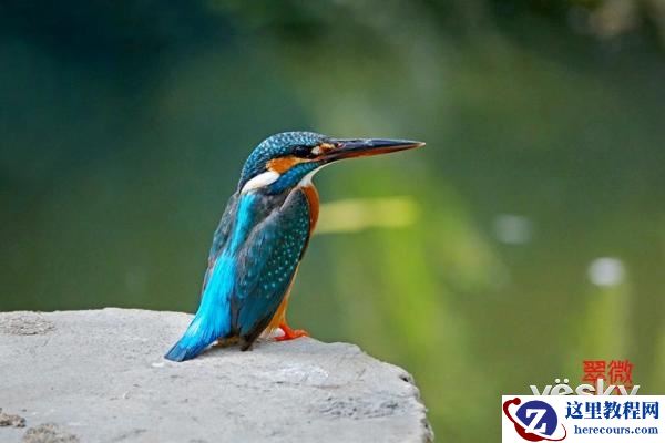 索尼黑卡RX10III体验轻松打鸟