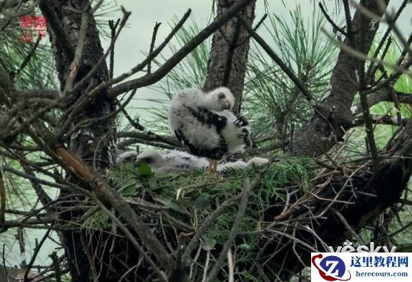 索尼黑卡RX10III体验轻松打鸟