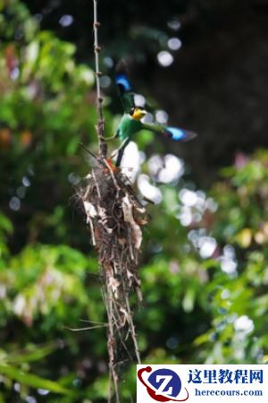 全能打鸟神器 索尼黑卡RX10M4泰国之旅(下)