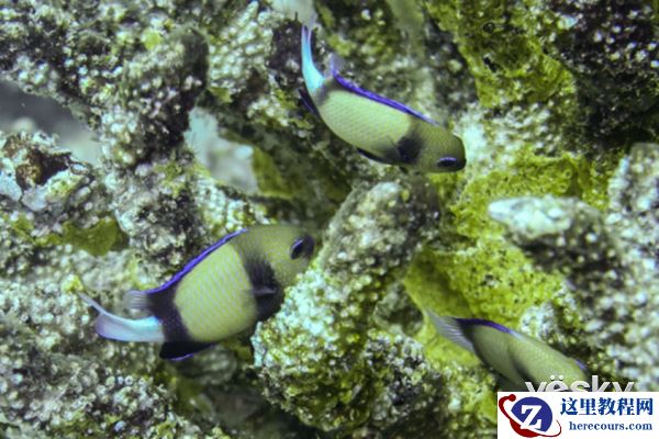 索尼黑卡™RX100V 体验水下摄影的魅力(下)