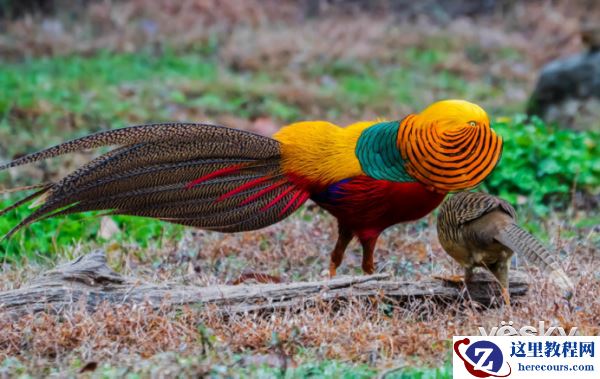 索尼微单™a6500 洋县拍鸟记