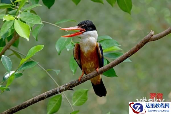 索尼黑卡RX10III体验轻松打鸟