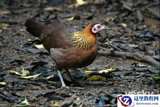 全能打鸟神器 索尼黑卡RX10M4泰国之旅(下)