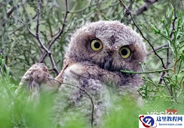 索尼黑卡RX10III体验轻松打鸟