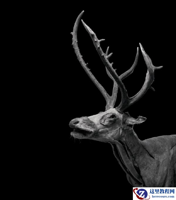 中画幅“幅”不服  富士百人影创官 火热招募