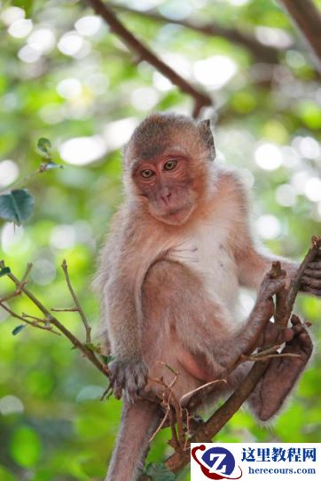 全能打鸟神器 索尼黑卡RX10M4泰国之旅(下)