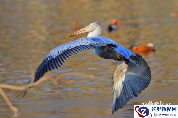 轻装简行 索尼黑卡RX10III便携拍鸟利器