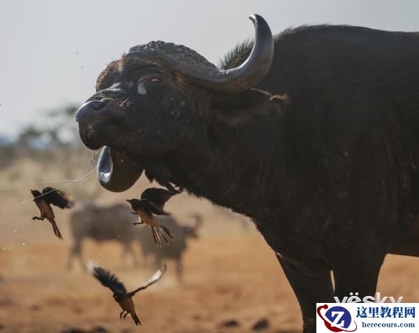 索尼全画幅微单™旗舰A9邂逅狂野非洲