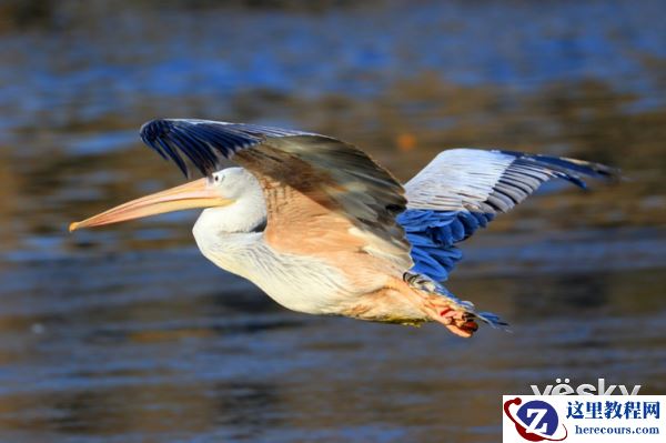 轻装简行 索尼黑卡RX10III便携拍鸟利器