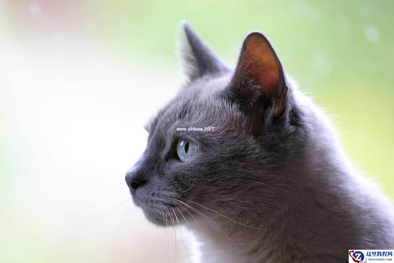 Photoshop创意的合成猫咪头像的猫头鹰