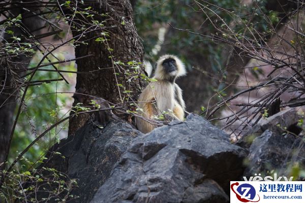 索尼黑卡RX10III印度博物摄影之旅