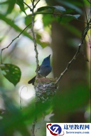 全能打鸟神器 索尼黑卡RX10M4泰国之旅(下)