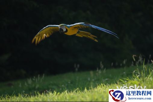 高速新赋能 索尼发布超长焦黑卡™RX10 IV