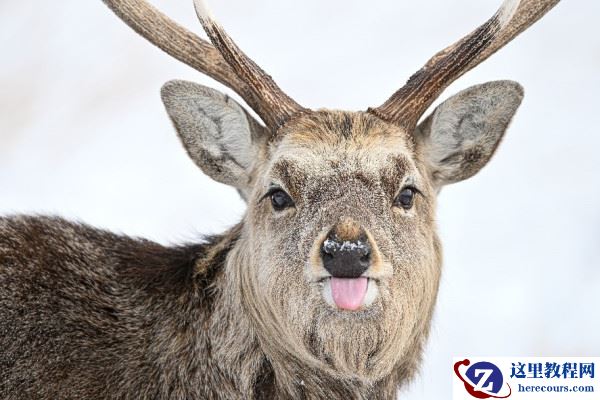 致敬每一位热爱创作的摄影人 尼康诚意之选献礼世界摄影日