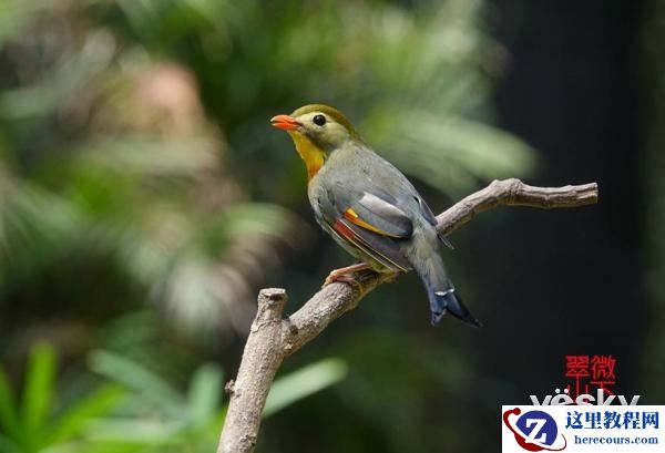 索尼黑卡RX10III体验轻松打鸟