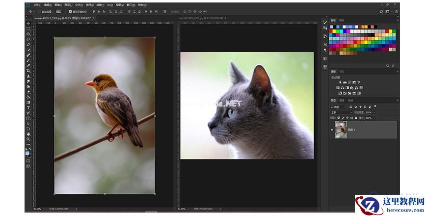 Photoshop创意的合成猫咪头像的猫头鹰