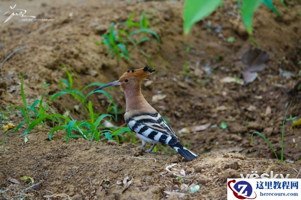 索尼黑卡RX10III印度博物摄影之旅