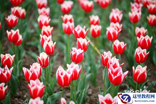 漫步花的海洋 尼康D750留下春天的记忆