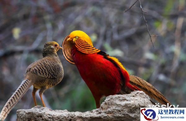 索尼微单™a6500 洋县拍鸟记