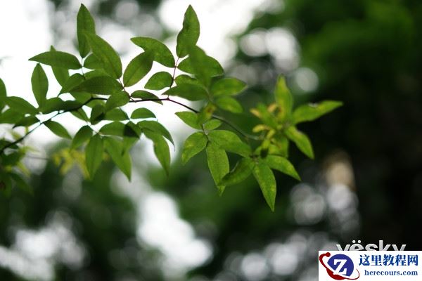 大光圈的魅力 索尼FE 50mm F1.8镜头评测