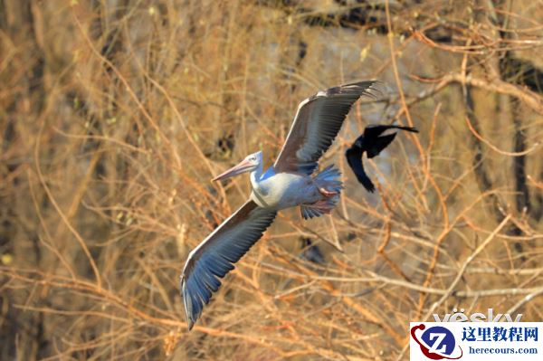 轻装简行 索尼黑卡RX10III便携拍鸟利器