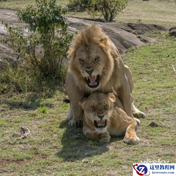 索尼全画幅微单™旗舰A9邂逅狂野非洲