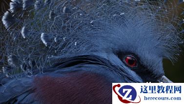 索尼黑卡RX10III与索尼全画幅微单镜头发布