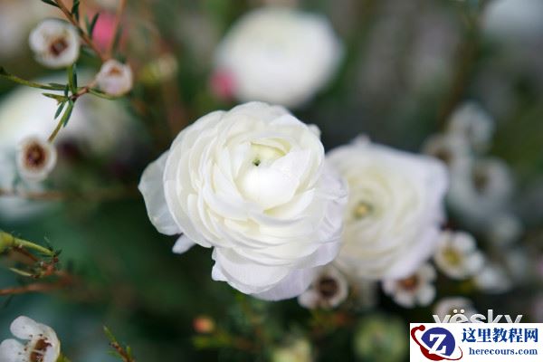 不得不说的高性能 索尼新品24-70mm镜头体验