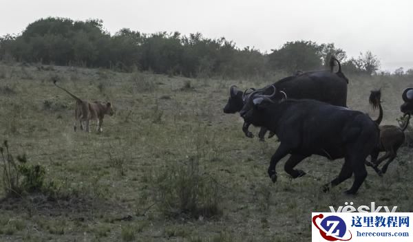 索尼全画幅微单™旗舰A9邂逅狂野非洲