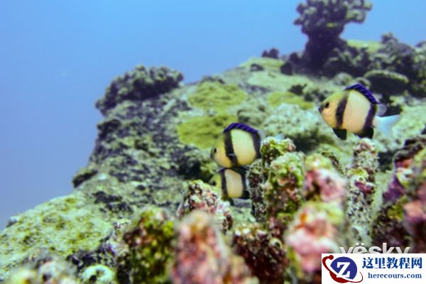 索尼黑卡™RX100V 体验水下摄影的魅力(下)