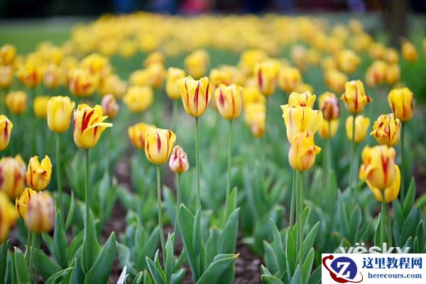 漫步花的海洋 尼康D750留下春天的记忆