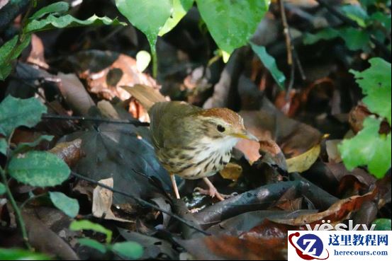 全能打鸟神器 索尼黑卡RX10M4泰国之旅(下)