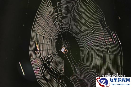 全能打鸟神器 索尼黑卡RX10M4泰国之旅(下)