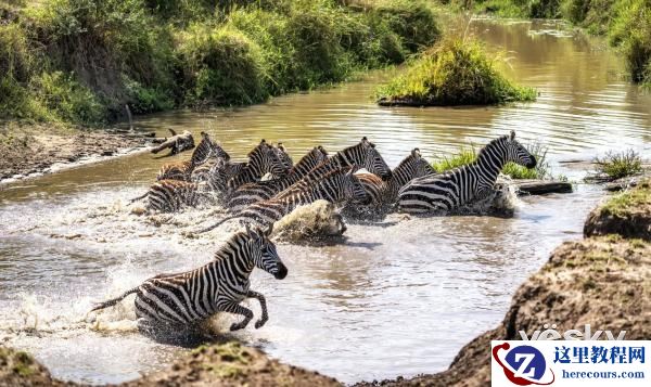 索尼全画幅微单™旗舰A9邂逅狂野非洲