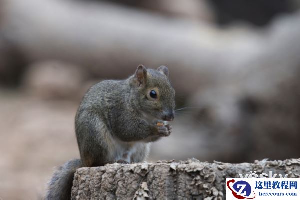 索尼微单™a6500 洋县拍鸟记