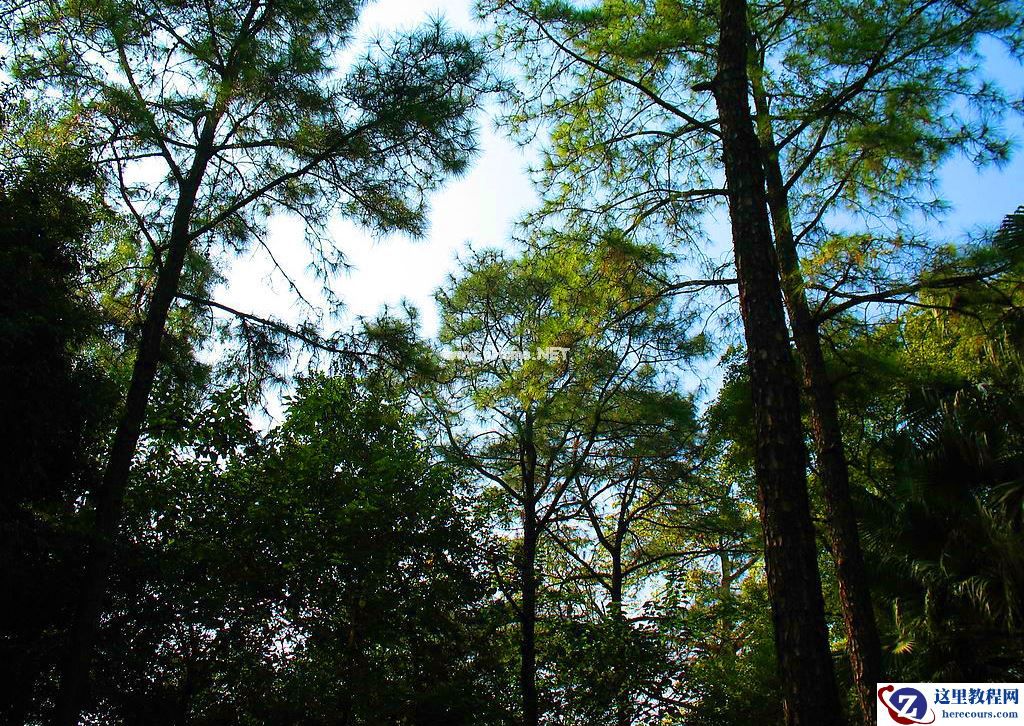 使用PS的径向模糊滤镜是要做出阳光照射林间的漂亮效果