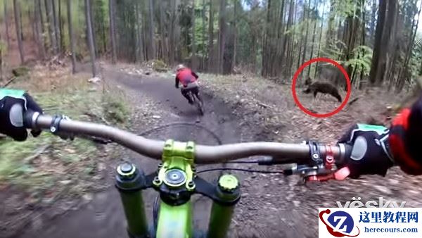 山地车遭棕熊狂追 运动相机拍下惊险全过程