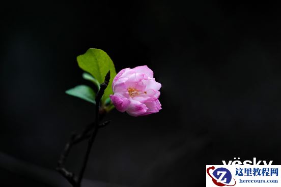 全面支持专业工作流 索尼Alpha 9 II评测