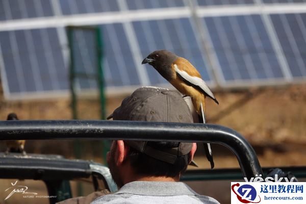 索尼黑卡RX10III印度博物摄影之旅