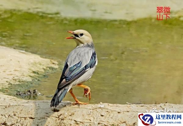 索尼黑卡RX10III体验轻松打鸟