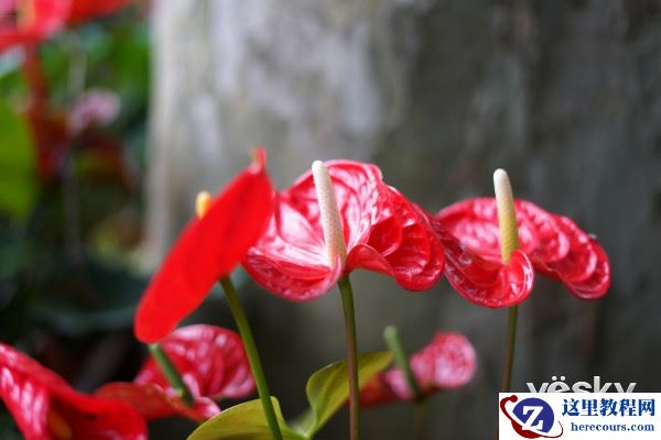 大光圈的魅力 索尼FE 50mm F1.8镜头评测